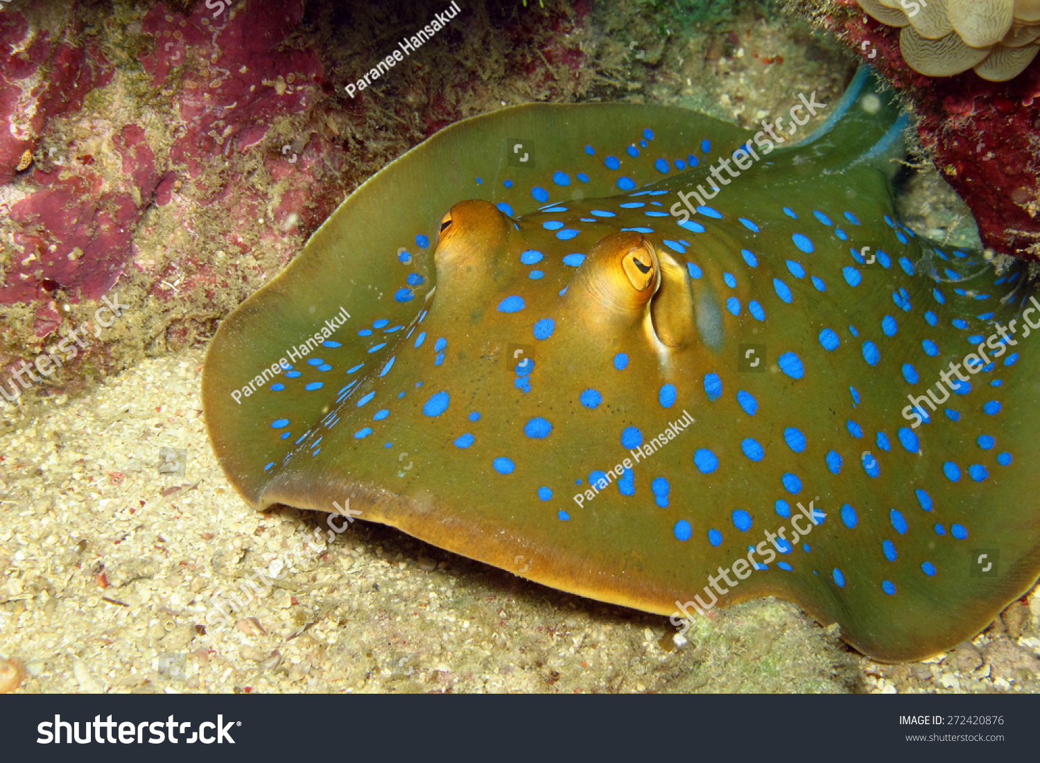 Blue Spotted Stingray Sipadan Malaysia Stock Photo Edit Now 272420876