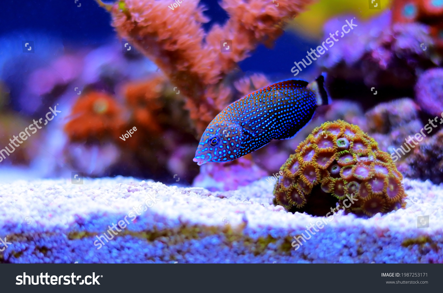 Wrasse. Images, Stock Photos & Vectors | Shutterstock