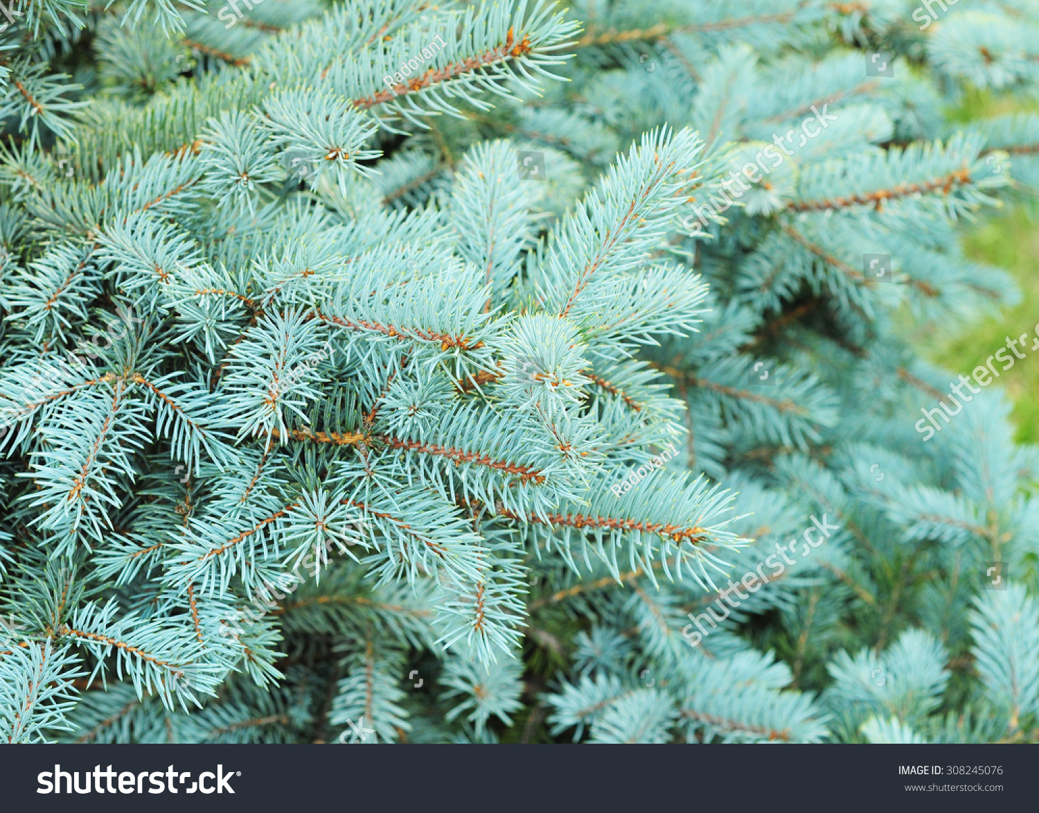 Blue Spruce Branches On Green Background Stock Photo Edit Now 308245076