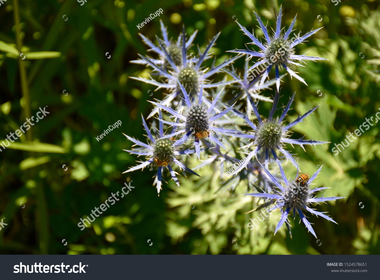 Blue Star Sea Holly Called Eryngium Stock Photo Edit Now 1524578651