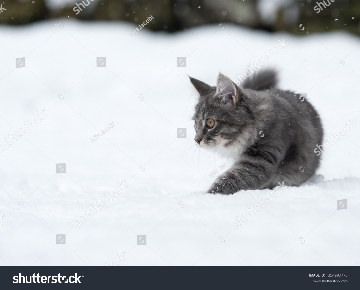 Blue Tabby Maine Coon Kitten Walking Stock Photo Edit Now 1354990778