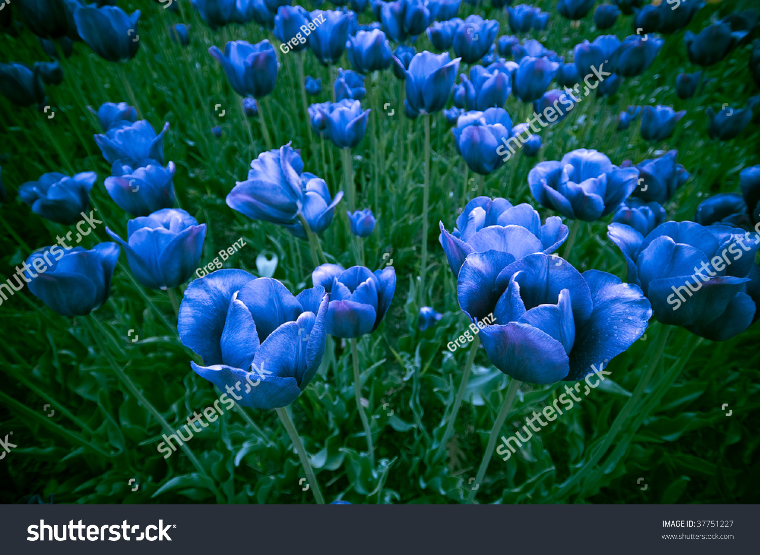 Blue Tulips Stock Photo 37751227 - Shutterstock