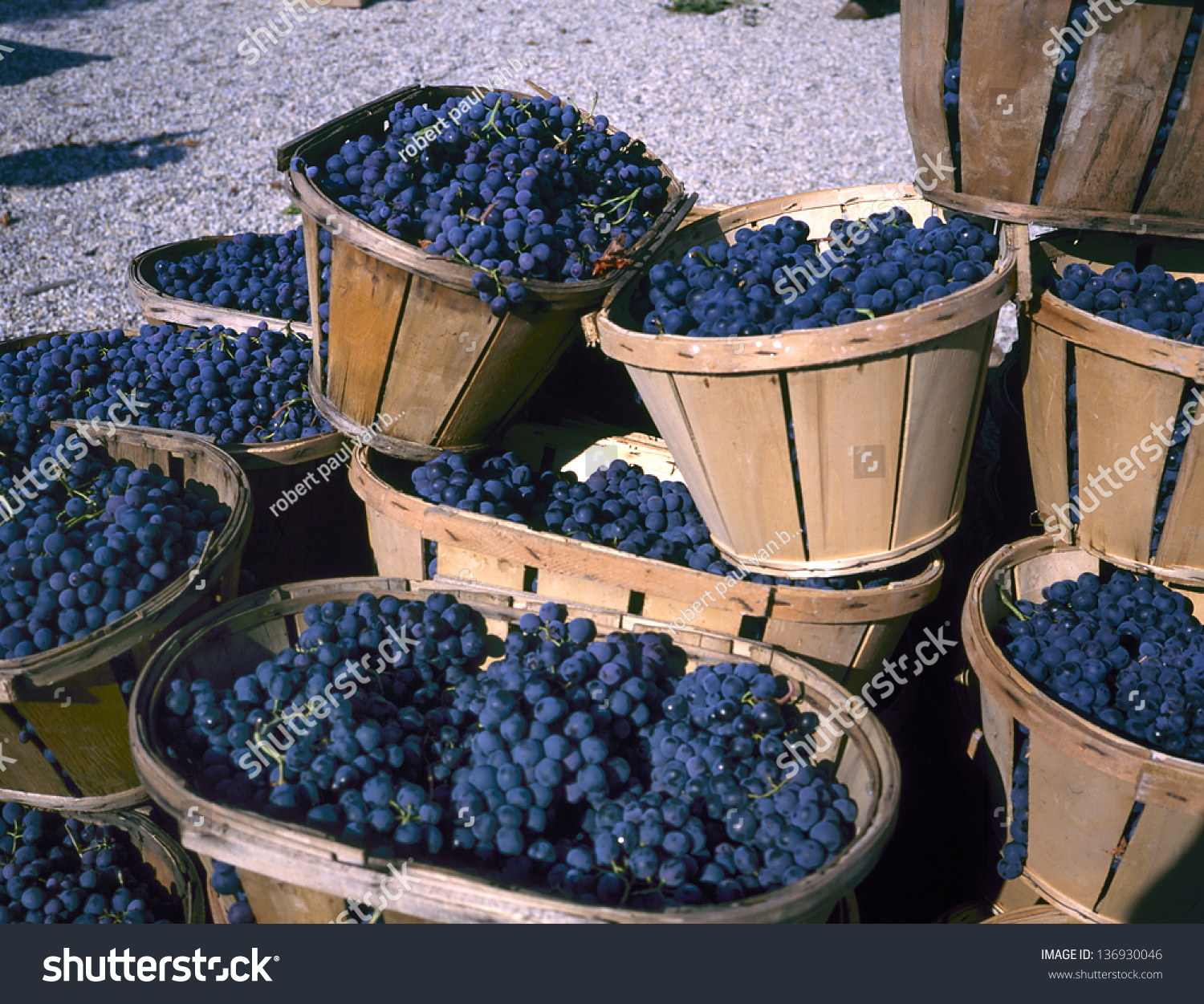 Blue Wine Grapes In Wicker Baskets After The Harvest At The Vineyard ...