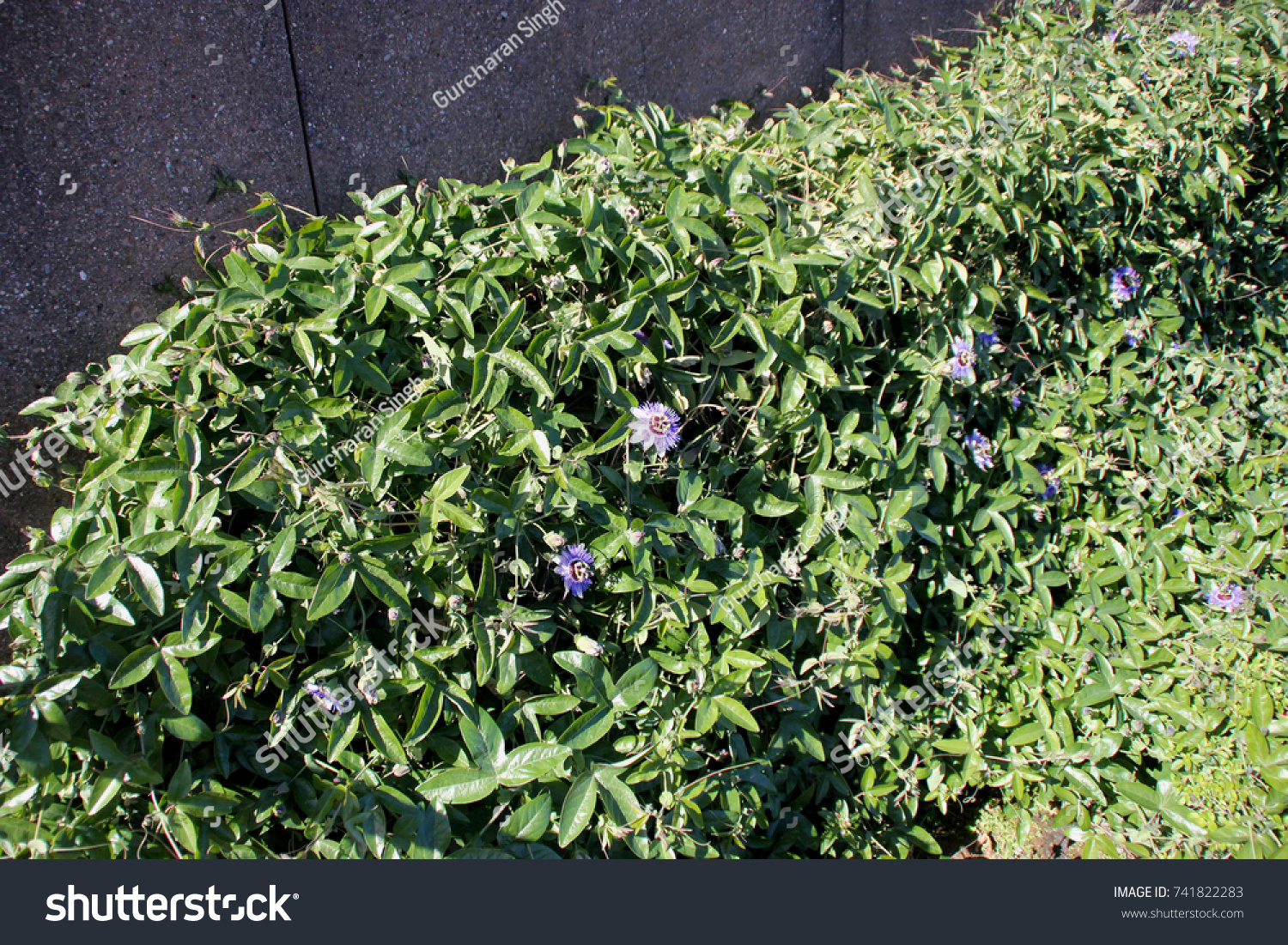 Bluecrown Passionflower Brazilian Passionflower Passiflora Caerulea Stock Photo Edit Now 741822283