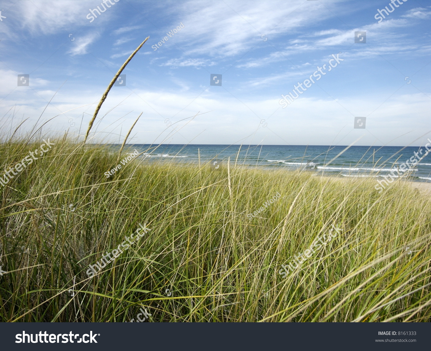 Bluff At Beach With Dune Grass Stock Photo 8161333 : Shutterstock