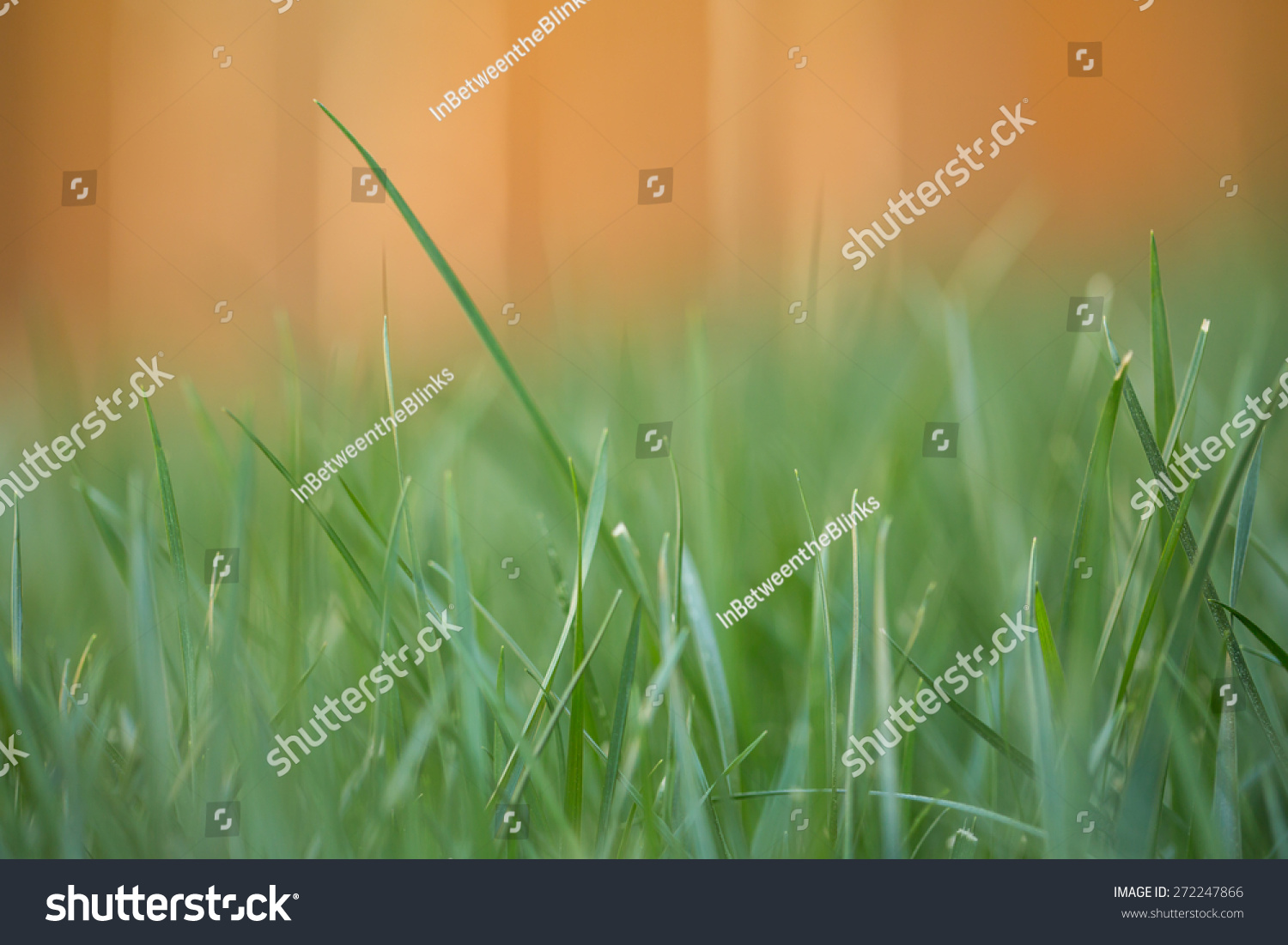 Blurred Image Of Grass For Background Stock Photo 272247866 : Shutterstock