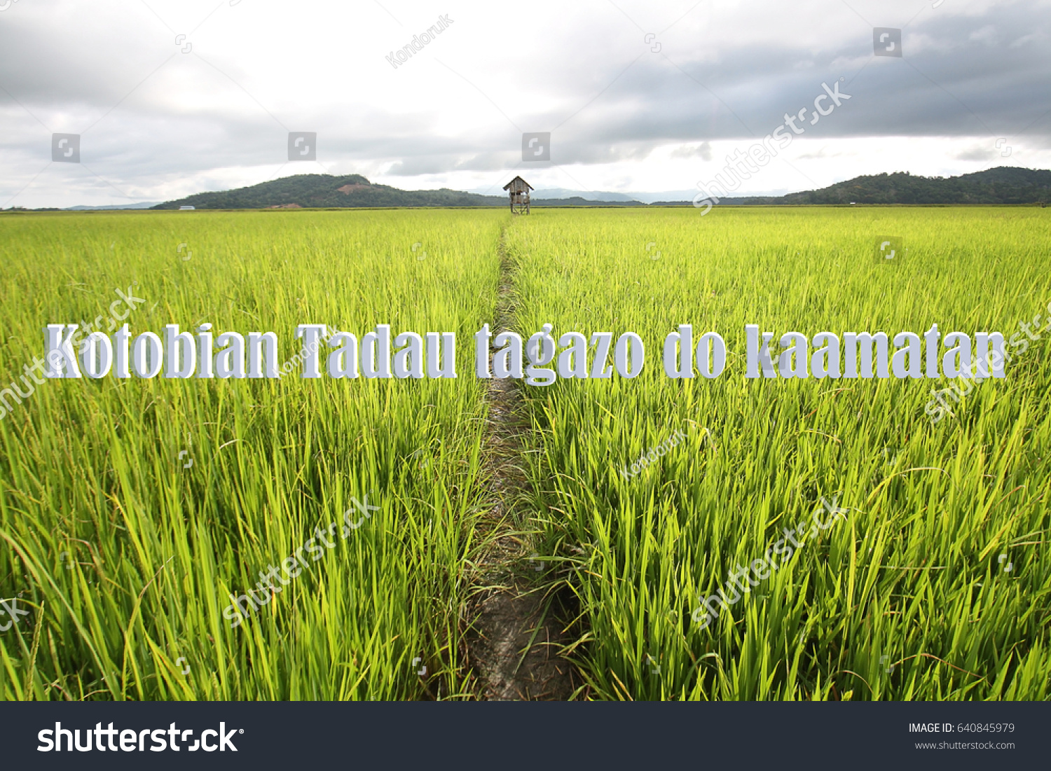 Blurry Paddy Field Text Written Kotobian Stock Photo Edit Now 640845979