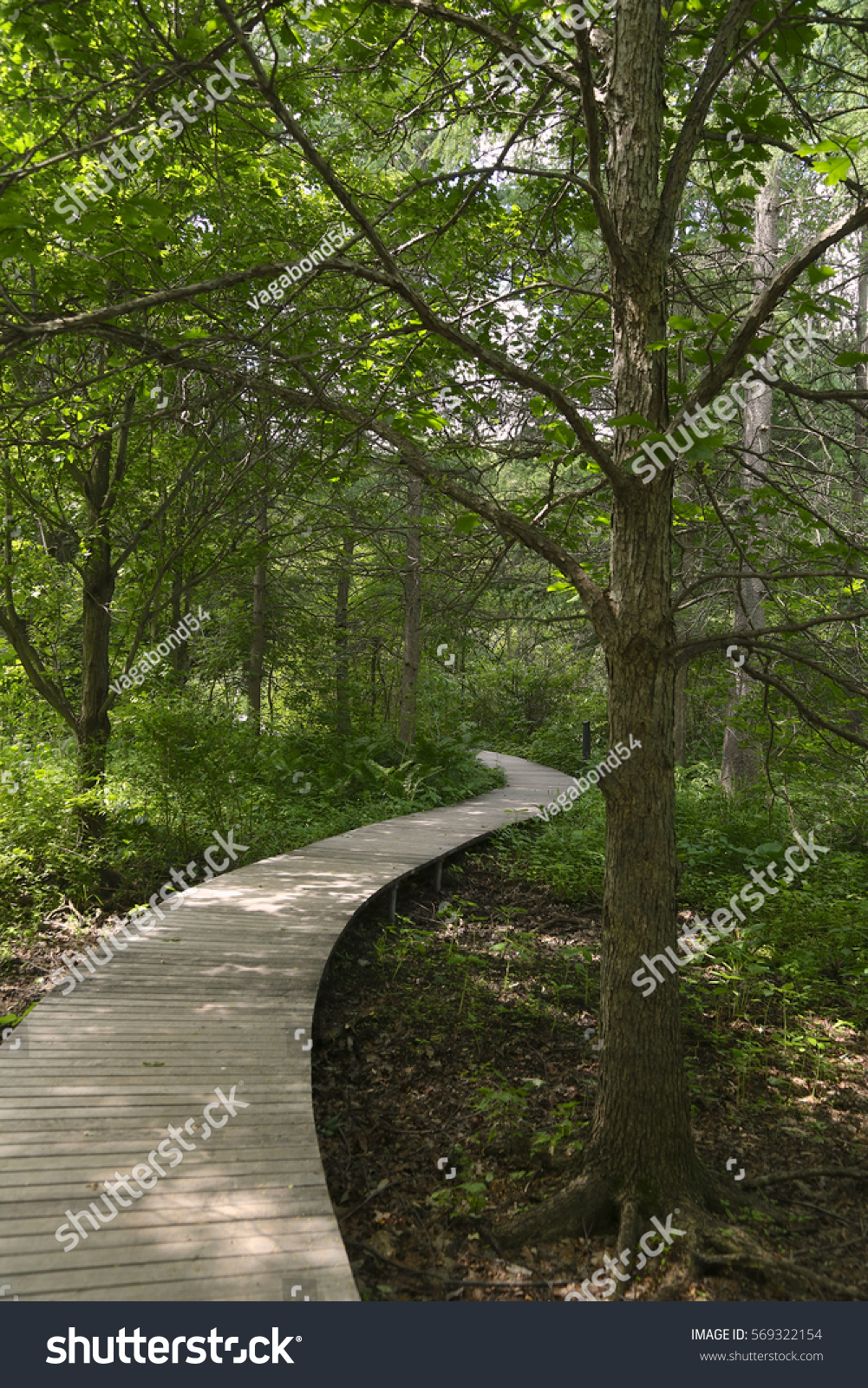 Quaking Bog Trail Map Boardwalk Quaking Bog Theodore Wirth Park Stock Photo 569322154 |  Shutterstock