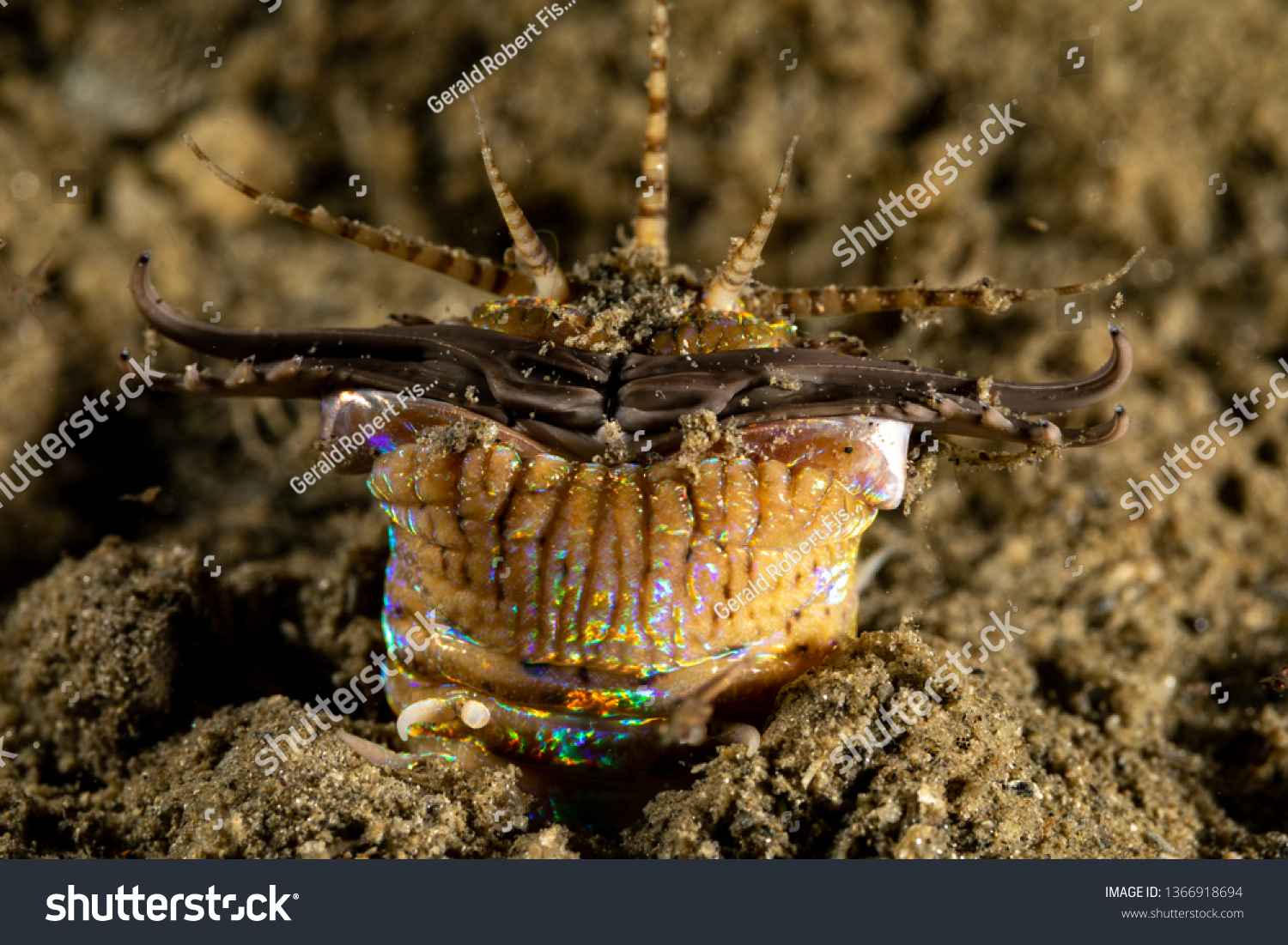 Bobbitt Worm Sand Striker Aquatic Predatory の写真素材 今すぐ編集