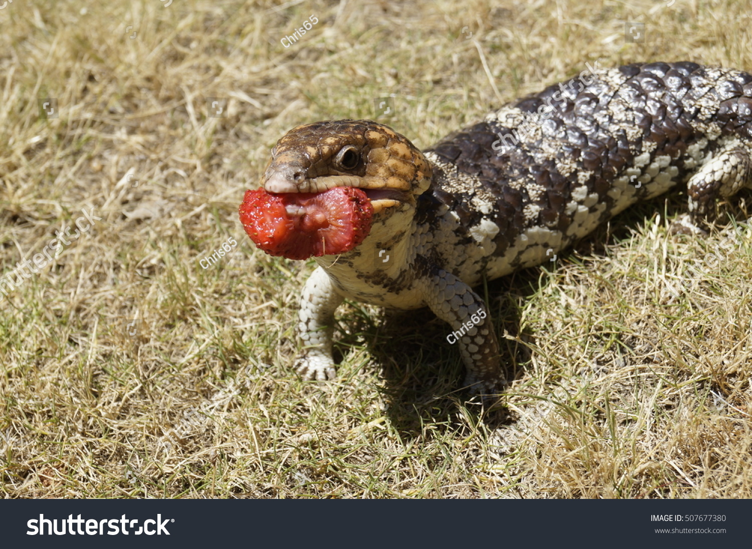 Bobtail Lizard Loving The Strawberry Stock Photo 507677380 Shutterstock