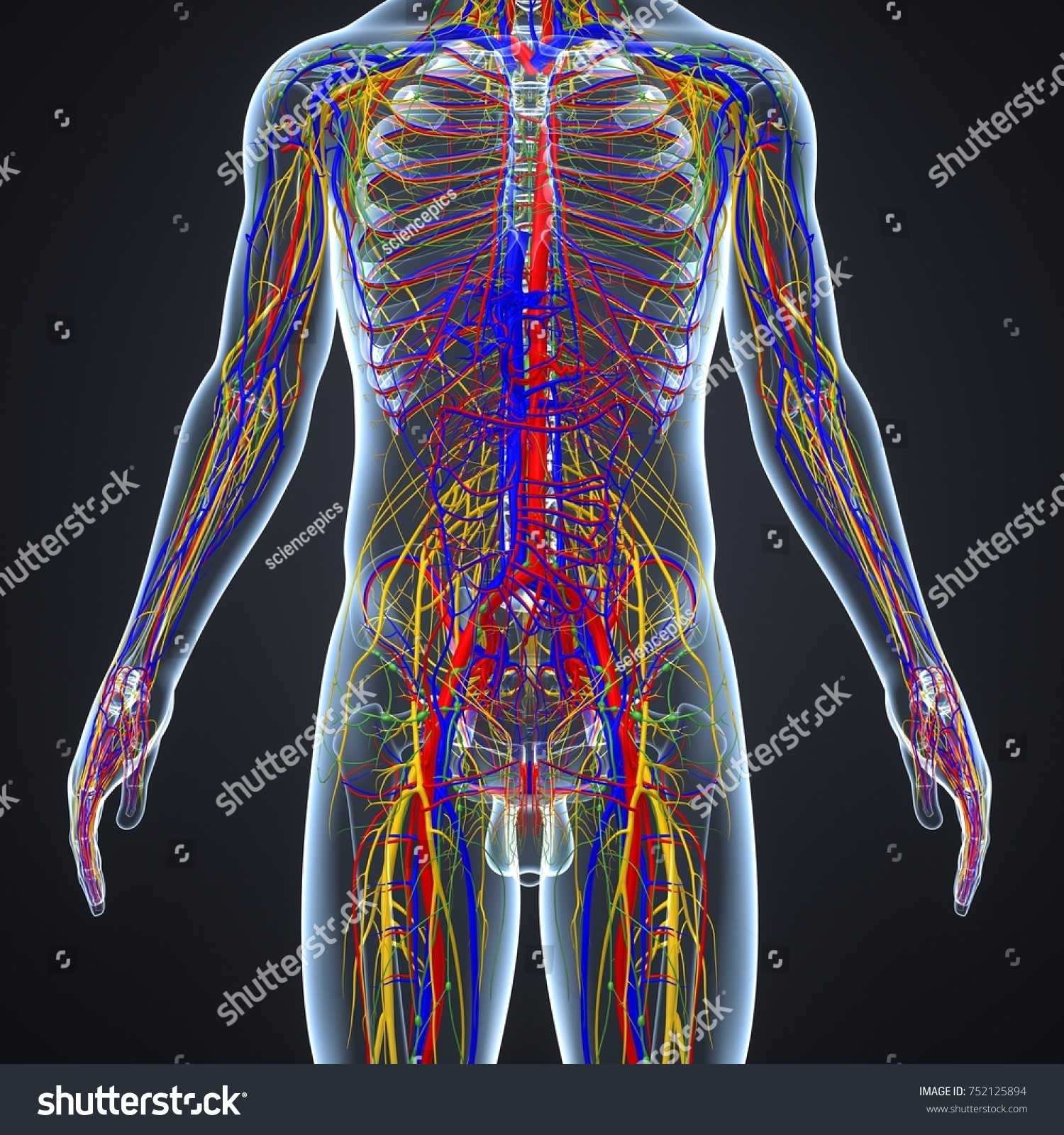 Body Arteries Veins Nerves Lymph Nodes Stock Illustration