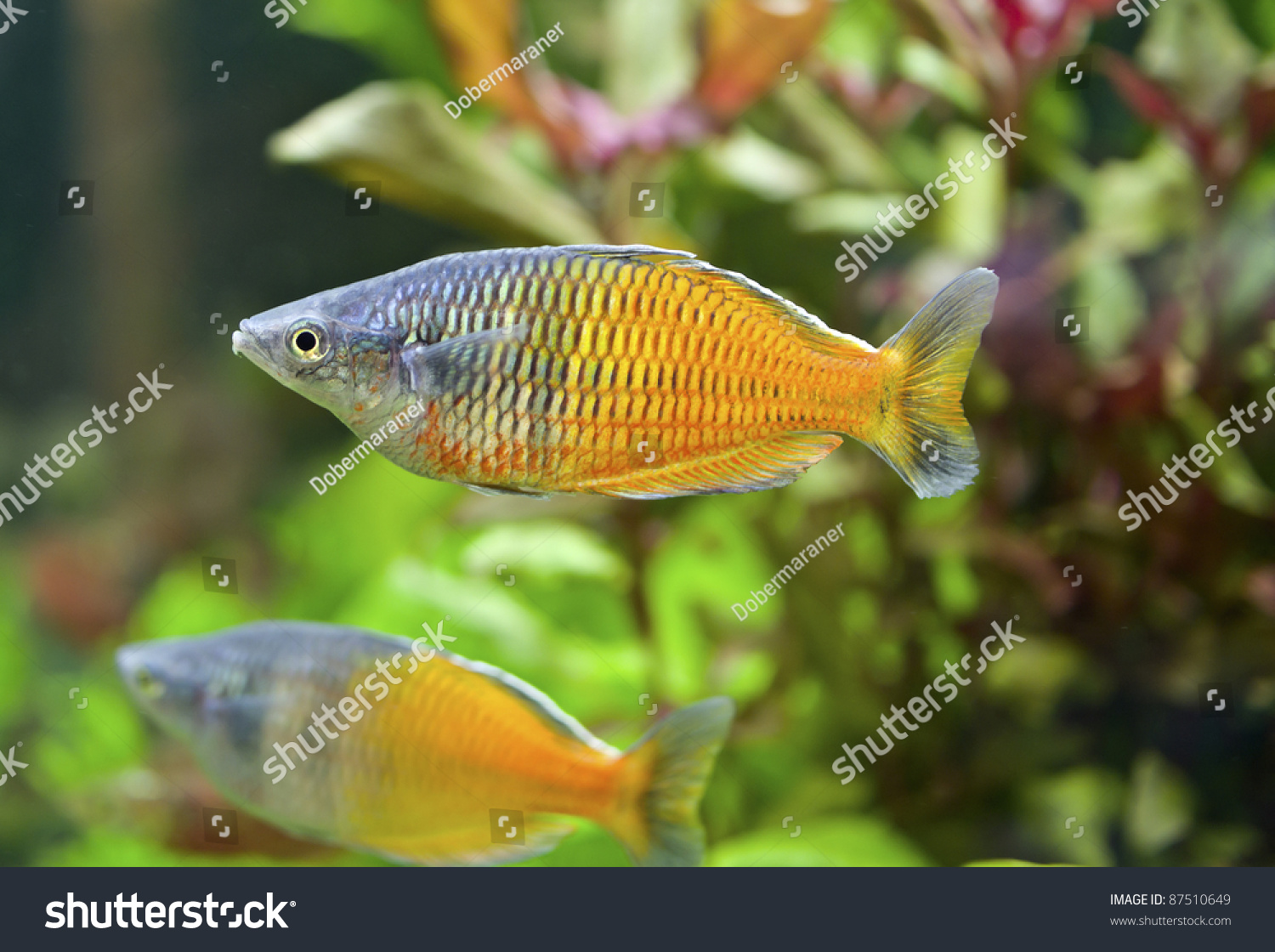 boeseman s rainbowfish melanotaenia