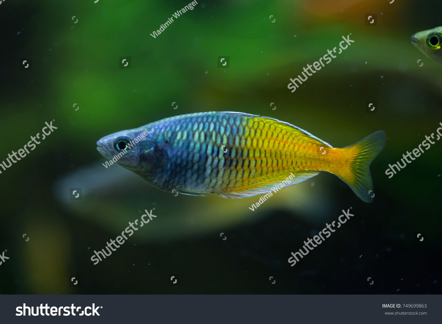 Boesemans Rainbowfish Melanotaenia Boesemani Wild Life Stock Photo ...