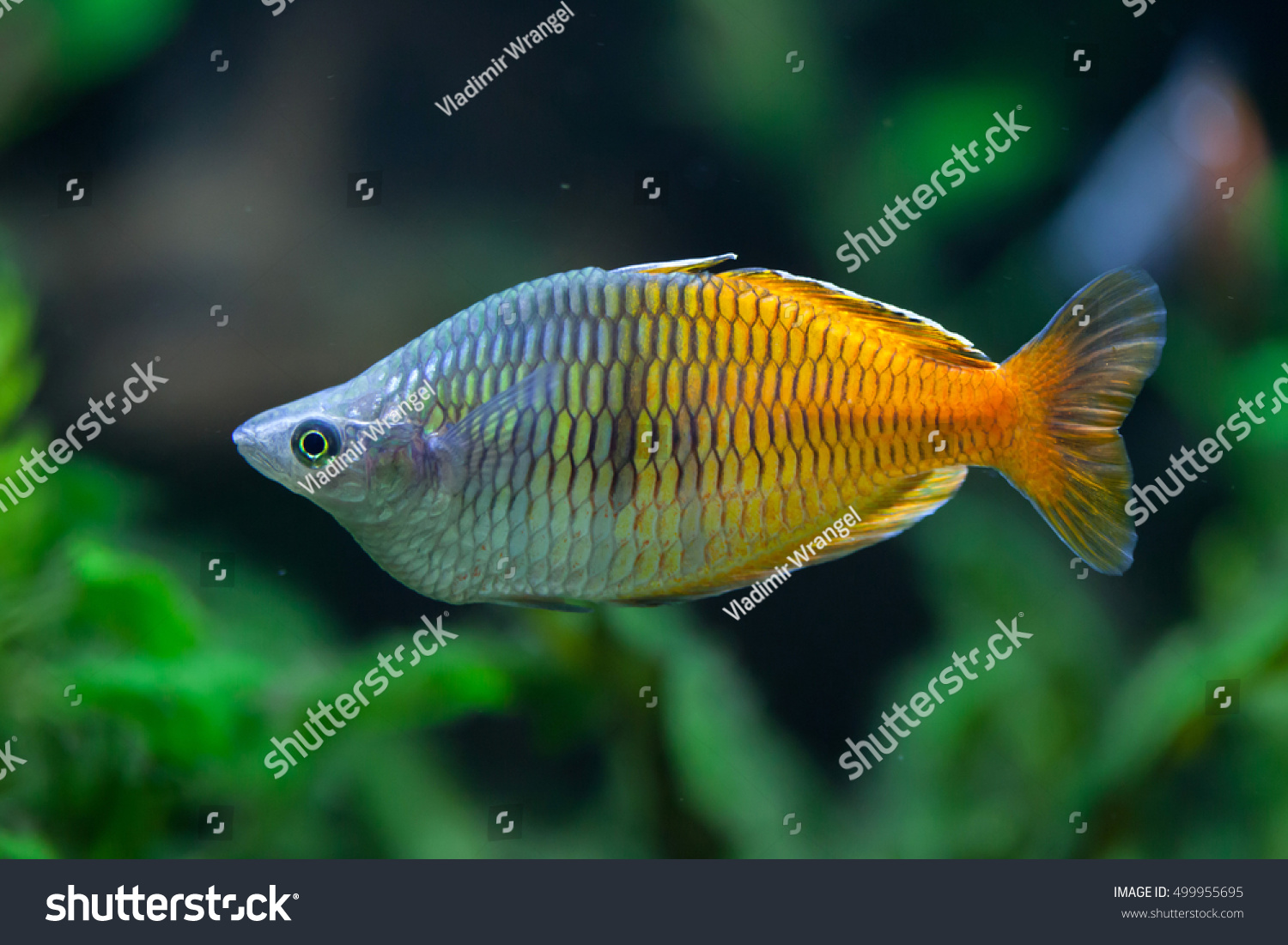 boeseman s rainbowfish melanotaenia