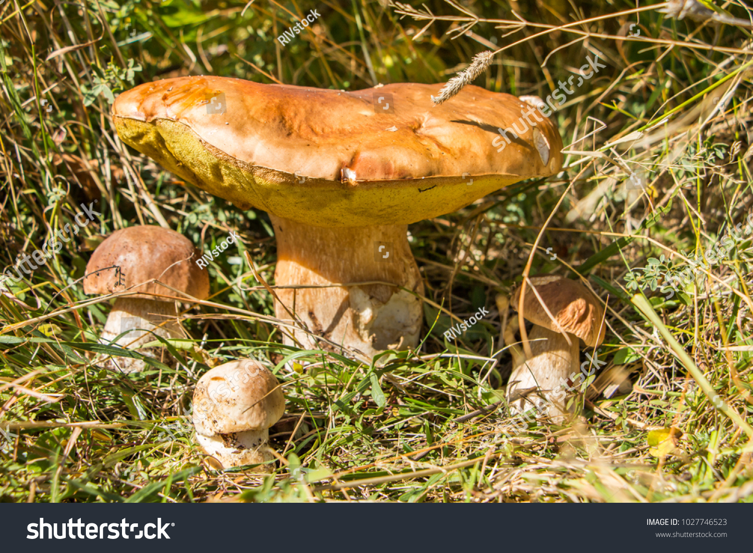 False boletus: photo, signs, looks like 15 False boletus: photo, signs, looks like 86