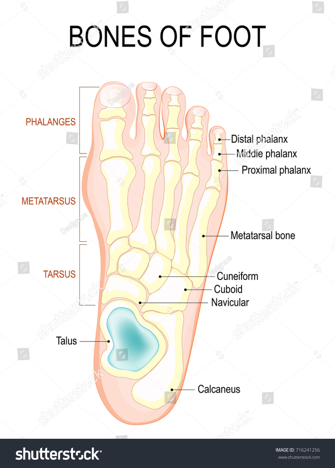 Bones Foot Human Anatomy Diagram Shows Stock Illustration 716241256