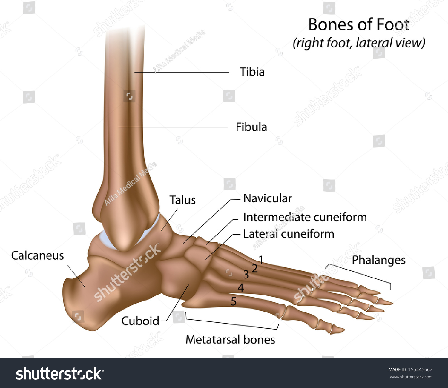 Bones Of Foot Labeled Stock Photo 155445662 : Shutterstock