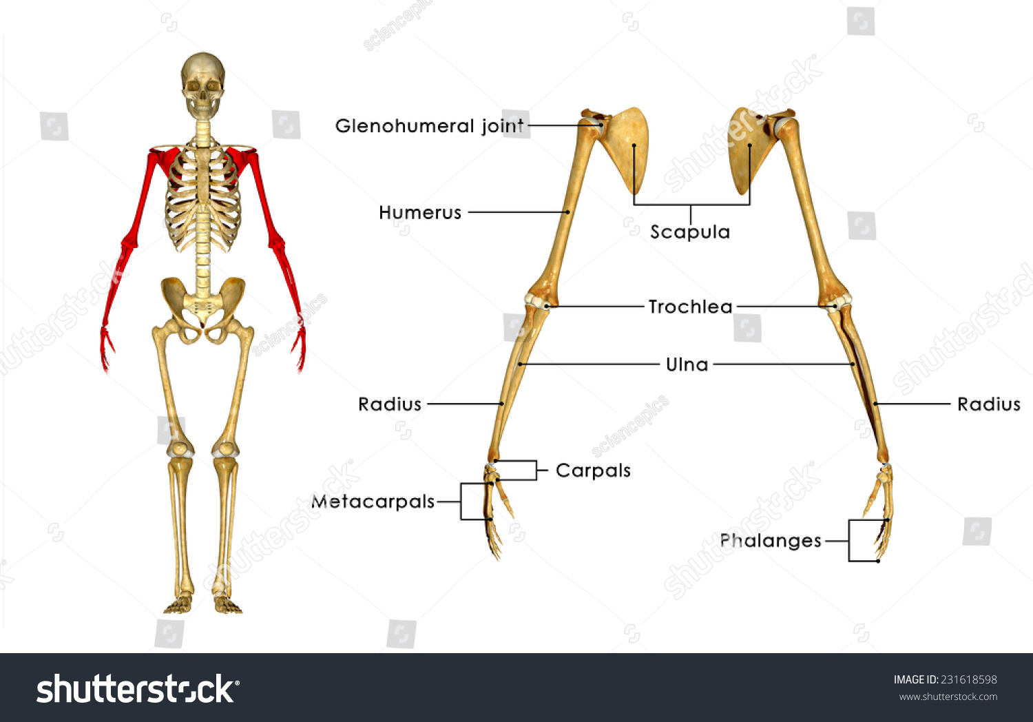 Bones Of The Arm And Hand Stock Photo 231618598 : Shutterstock