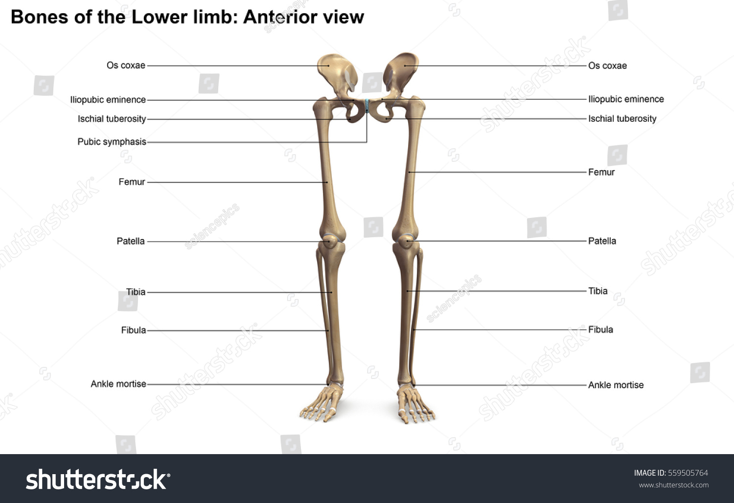 Bones Lower Limb Anterior View 3 D Stock Illustration 559505764