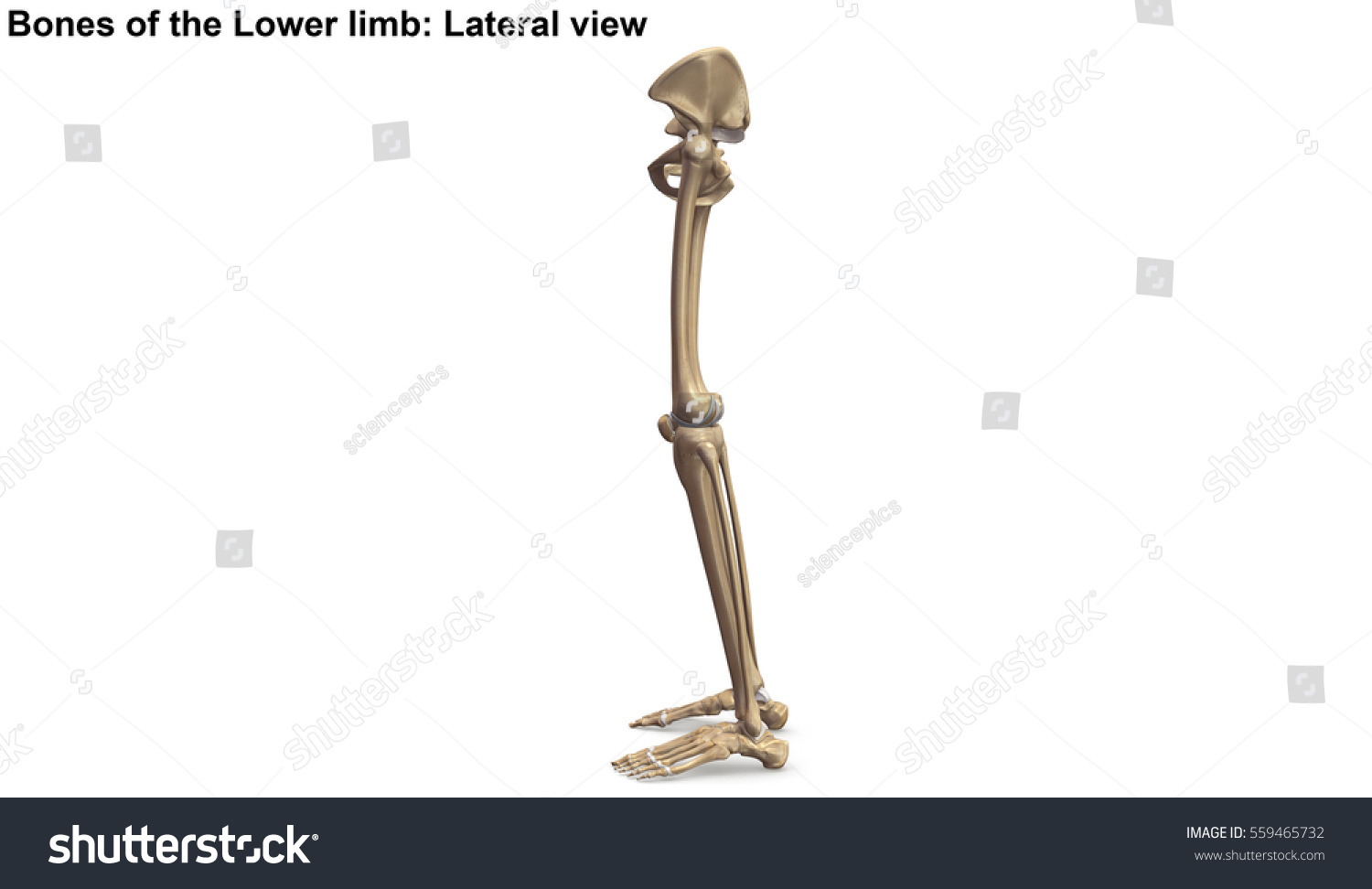 Bones Lower Limb Lateral View 3d Stock Illustration 559465732