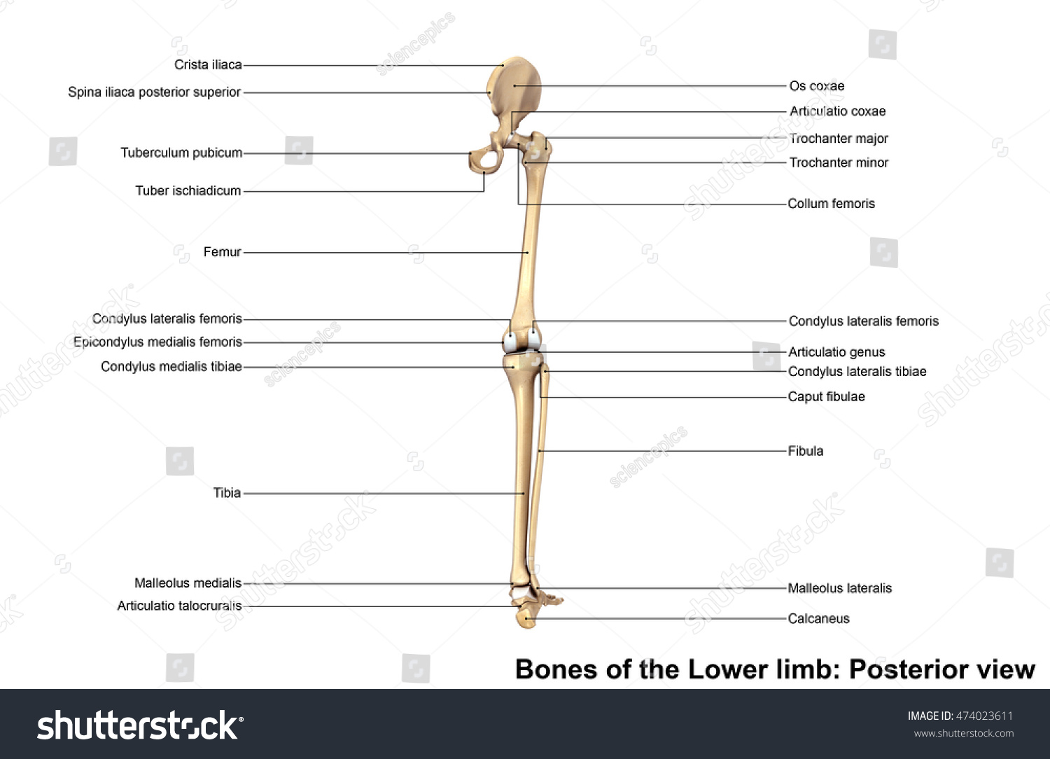 Bones Lower Limb Posterior View 3d Stock Illustration 474023611