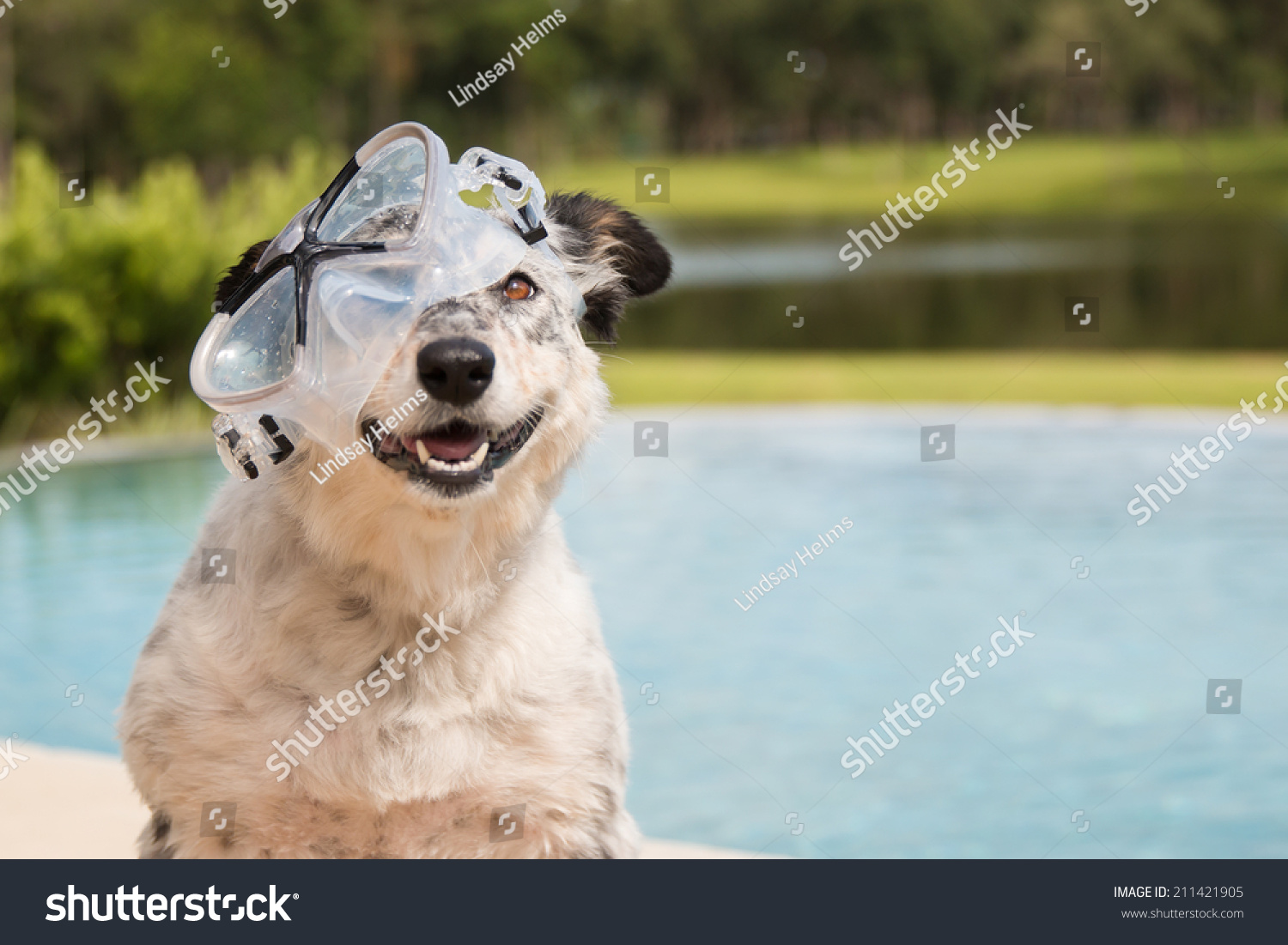 australian shepherd and golden retriever mix border collie australian shepherd mix dog stock photo 211421905 australian shepherd and golden retriever mix border collie australian shepherd mix dog stock photo 211421905