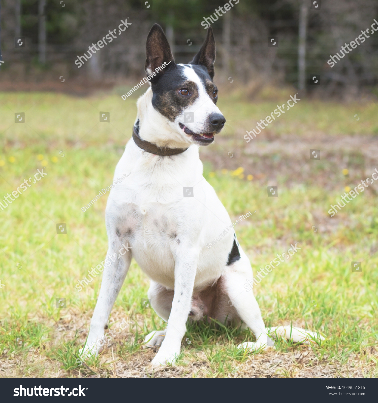 jack russell collie