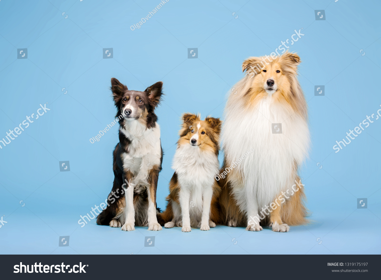 Border Collie Dog Rough Collie Dog Stock Photo Edit Now 1319175197