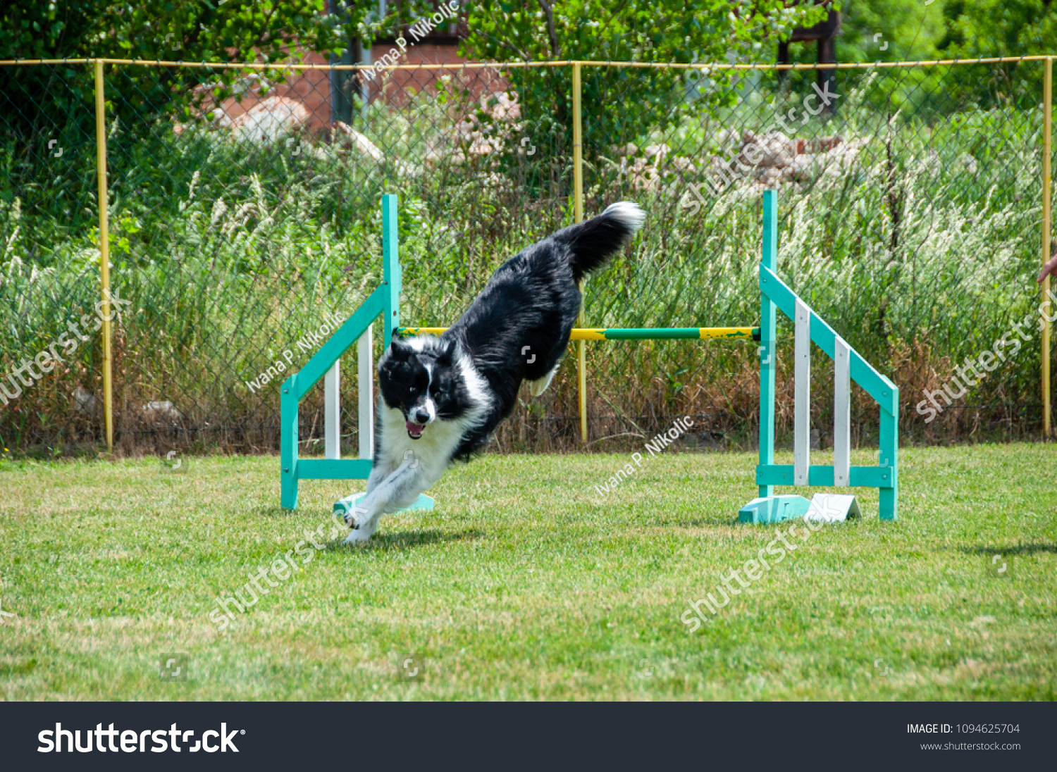 dog training obstacles