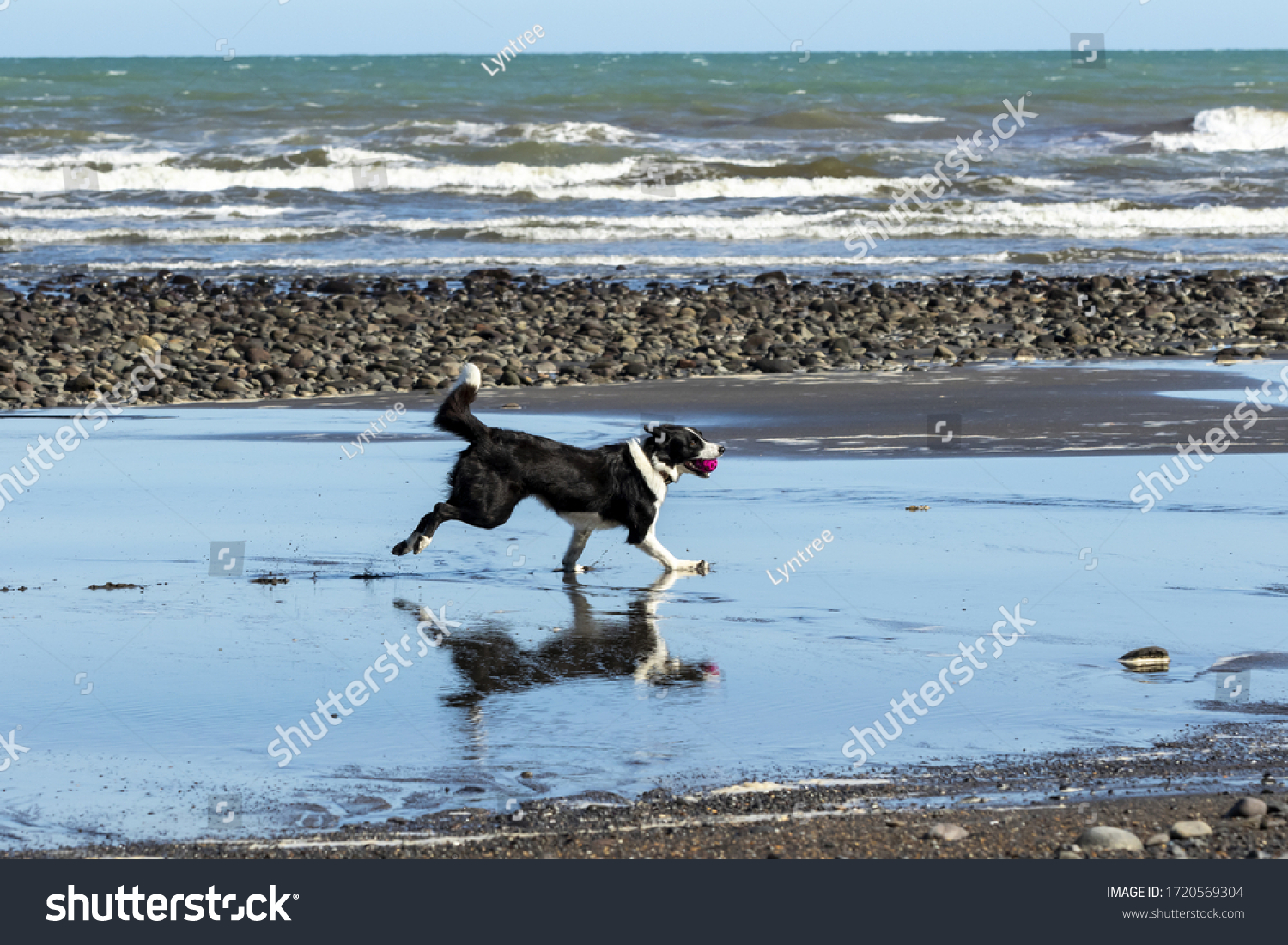 Border Collie Playing On Beach Ball Stock Photo 1720569304 | Shutterstock