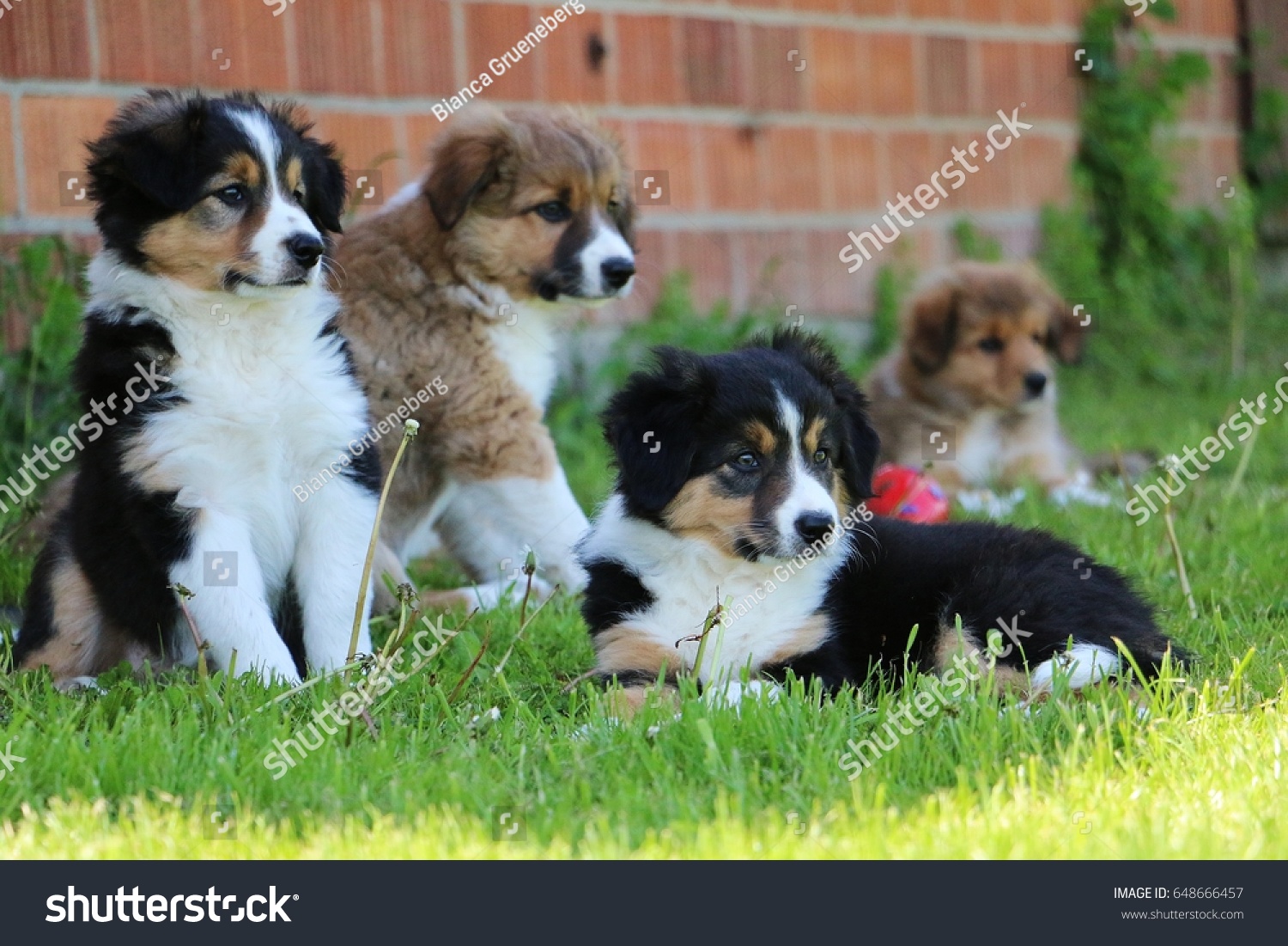 collie puppies