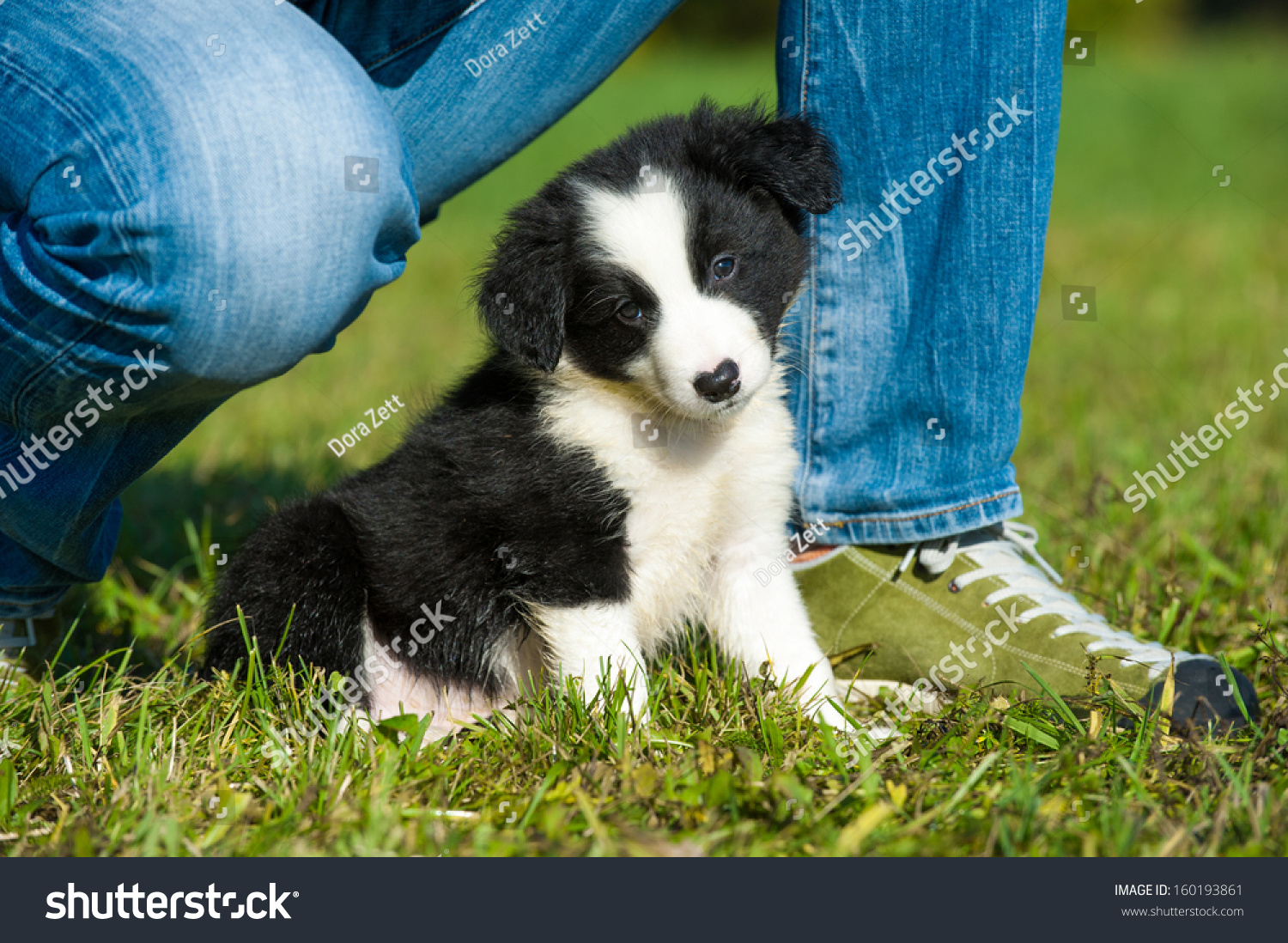 Border Collie Puppy Between Human Legs Stock Photo 160193861 - Shutterstock