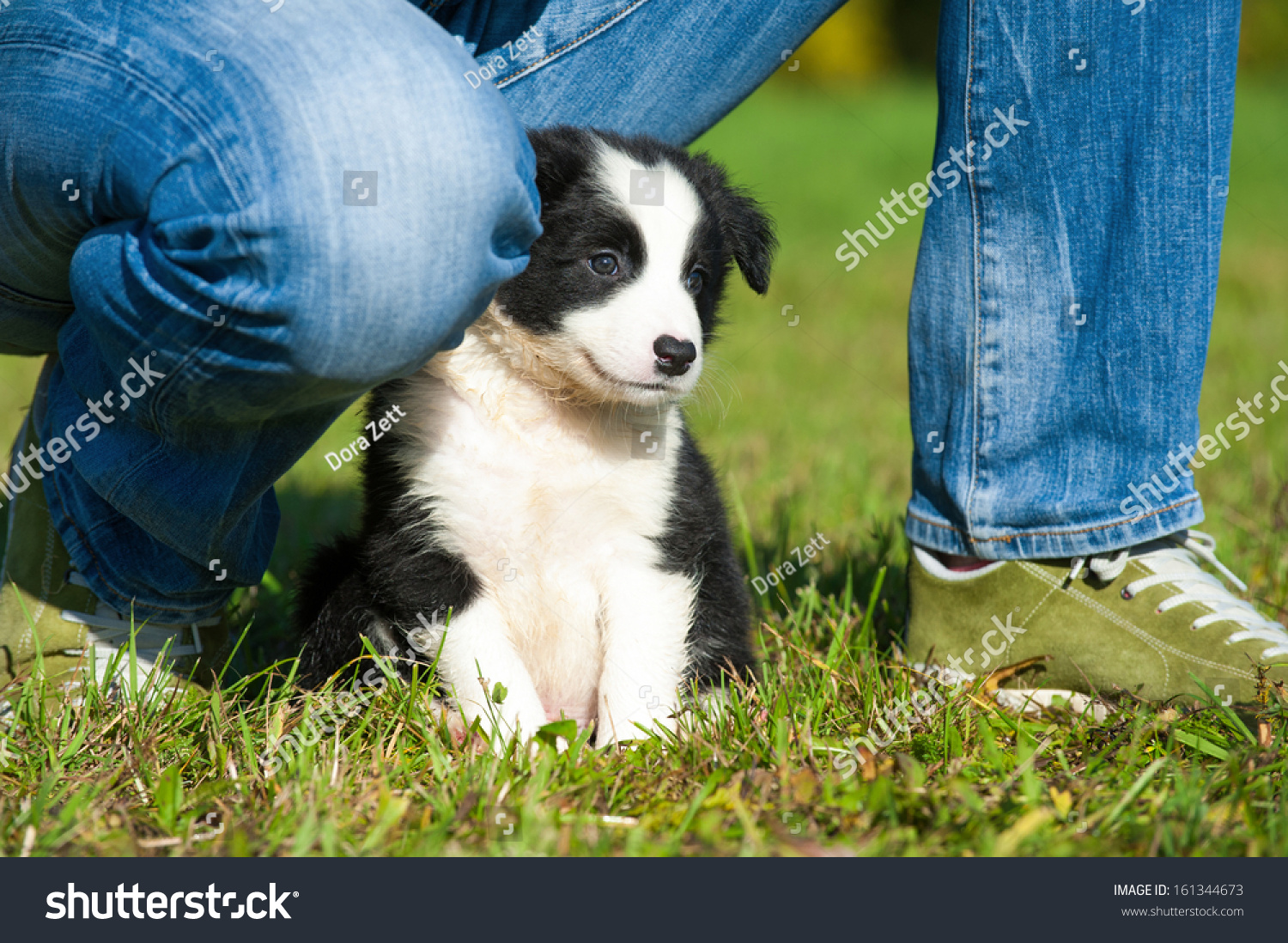 Border Collie Puppy Between Human Legs Stock Photo 161344673 : Shutterstock