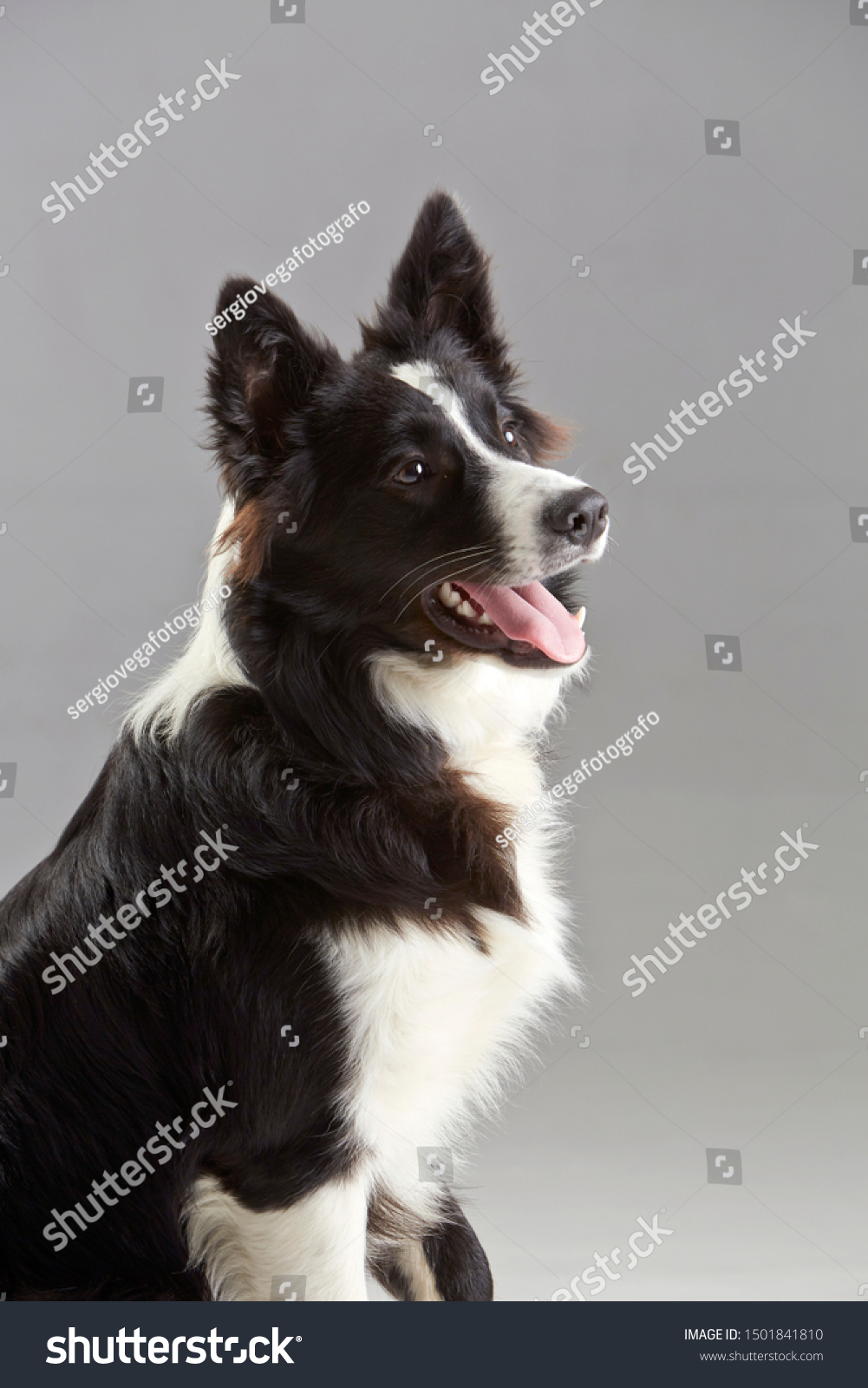 Border Collie Sticking Out Tongue Stock Photo 1501841810 | Shutterstock