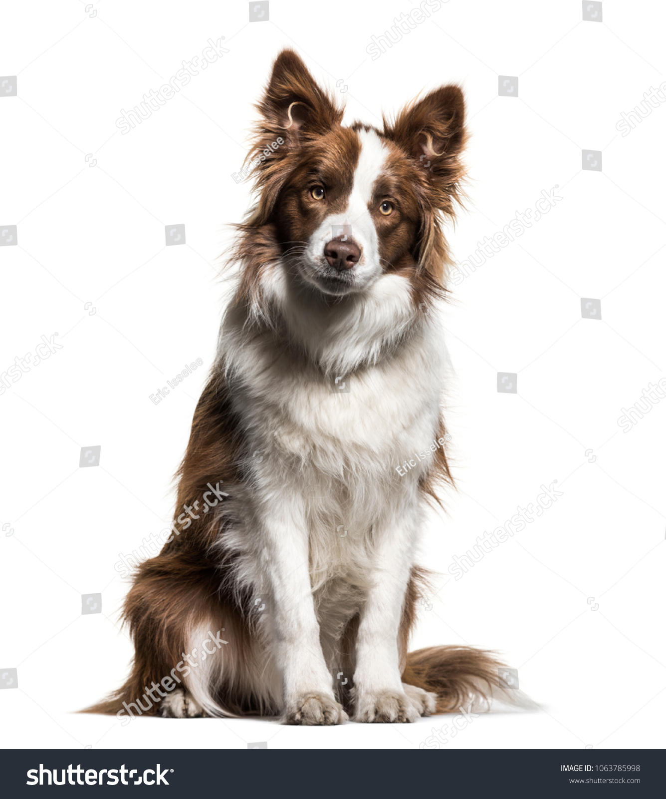 Border Collie 1 Year Old Sitting Stock Photo (Edit Now) 1063785998