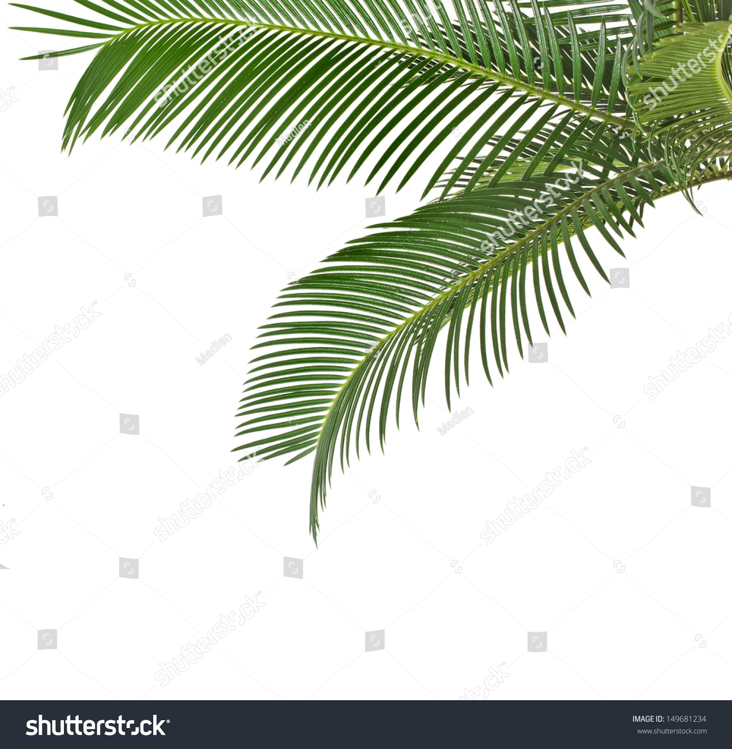 Border Palm Leaves Isolated On White Stock Photo 149681234 | Shutterstock