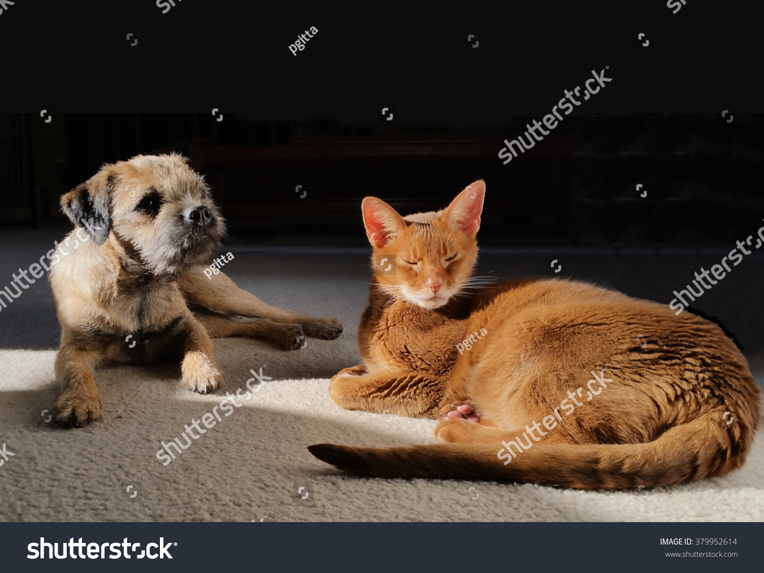 border terrier with cats