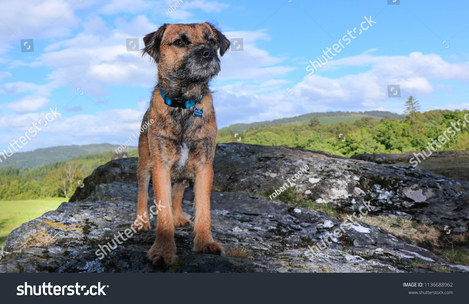 Blue rock hot sale border terriers