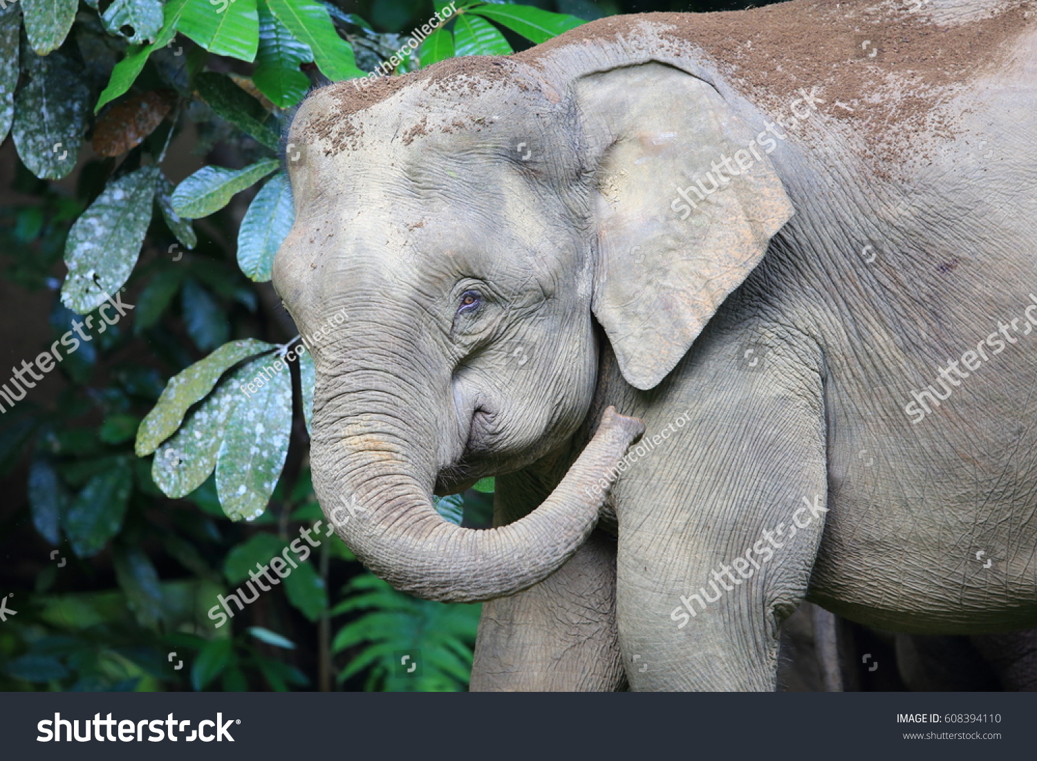 1.742 Borneo elephant Bilder, Stockfotos und Shutterstock