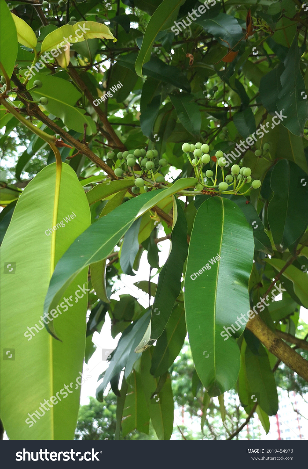 Borneo Mahogany Tree Calophyllum Inophyllum Produces Stock Photo ...