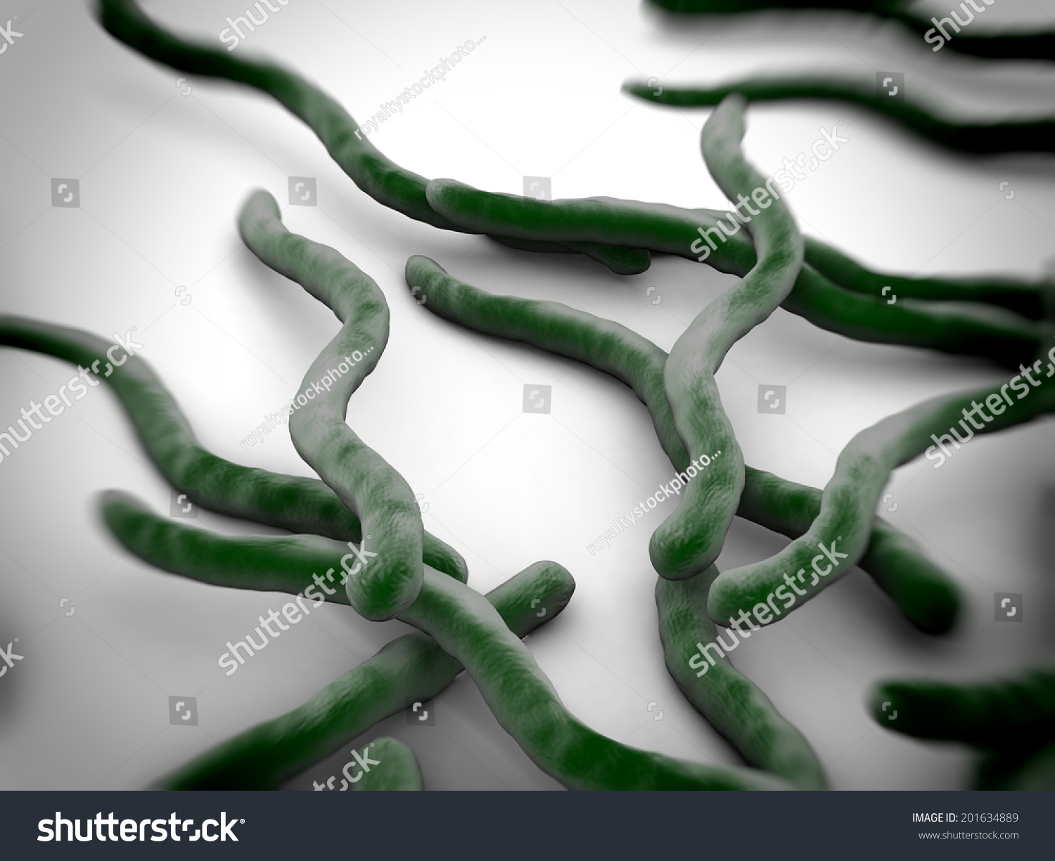 Borrelia Burgdorferi Bacteria Stock Photo 201634889 : Shutterstock