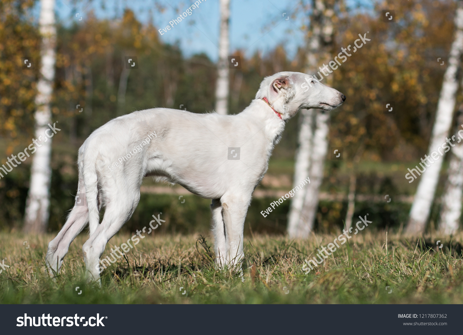 Borzoi Dog Puppy Posing Outside Beautiful Stock Photo Edit Now 1217807362