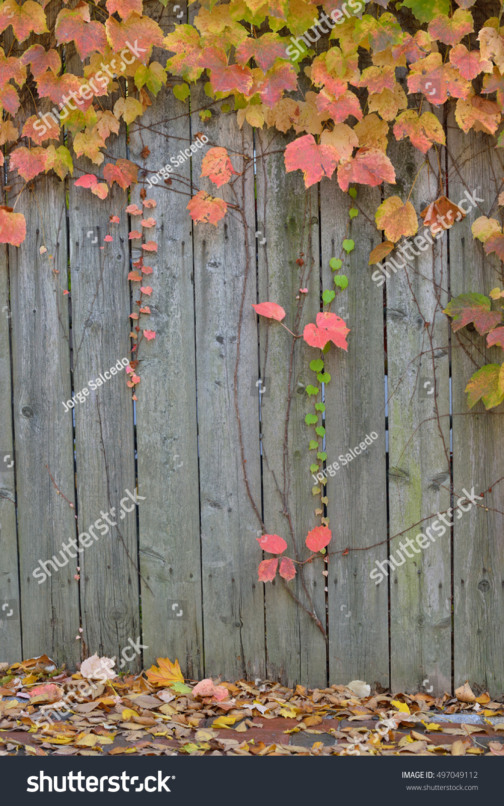 YongFoto 15x10ft Vintage Weathered Wood Board Backdrop for Photography Green Boston Ivy Virginia Creeper Plants Floral Wall Wood Fence Photography Backdrop Wedding Women Photo Shoot Video YouTube