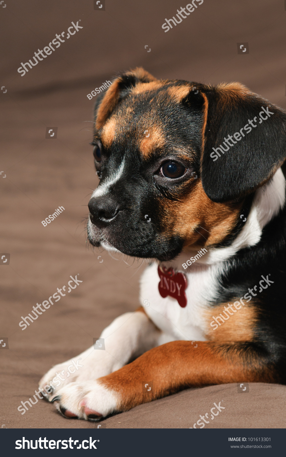 beagle cross boston terrier