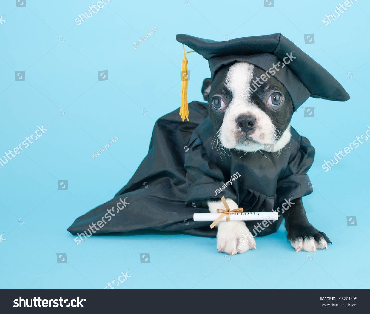 Boston Terrier Puppy Dressed Cap Gown Stock Photo 195201395 ...