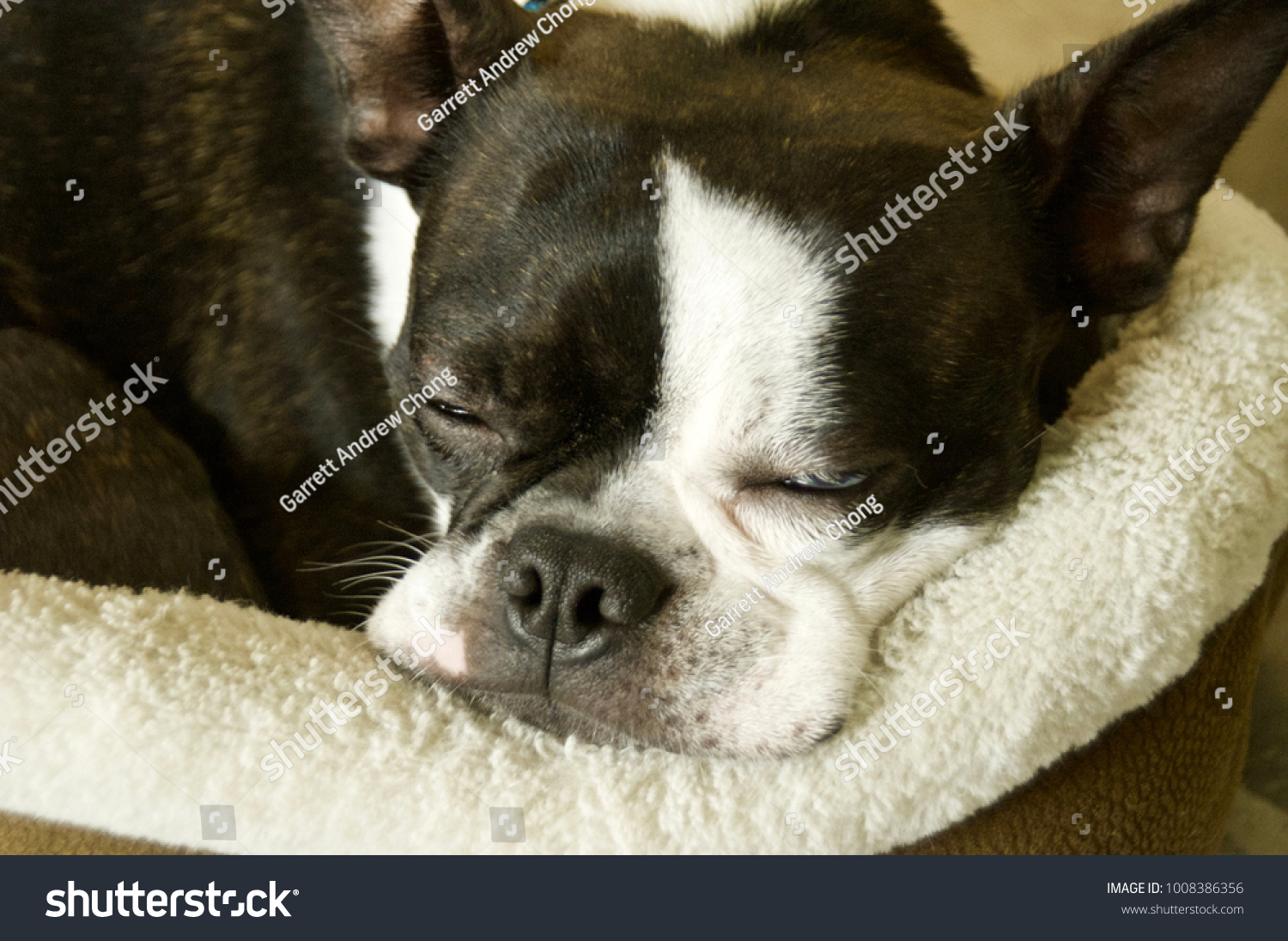 Boston Terrier Toybreed Dog Black White Stock Photo Edit Now