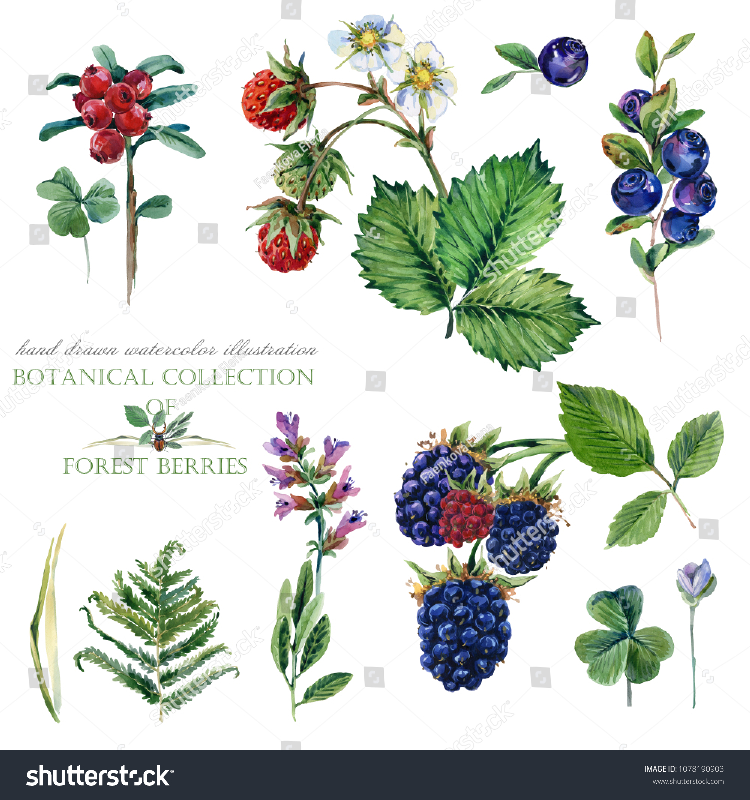 Botanical Collection Forest Berries Hand Drawn Stock Illustration ...