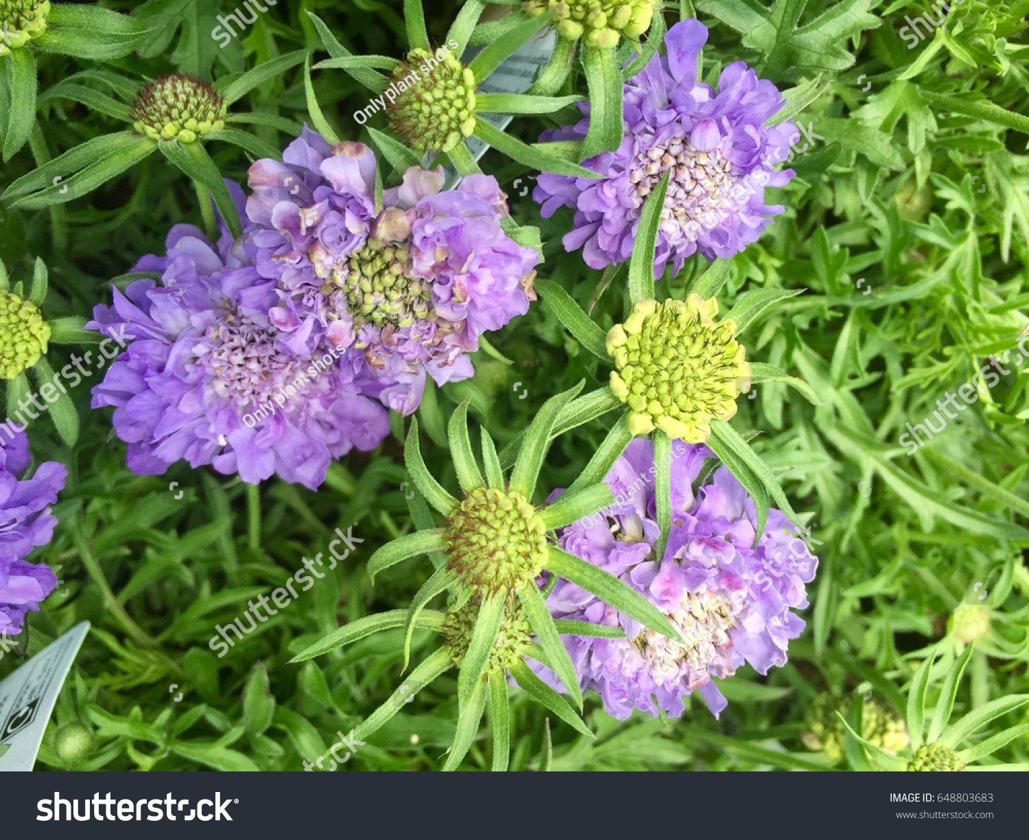 Botanical Name Scabiosa Blue Note Common Stock Photo Edit Now 648803683