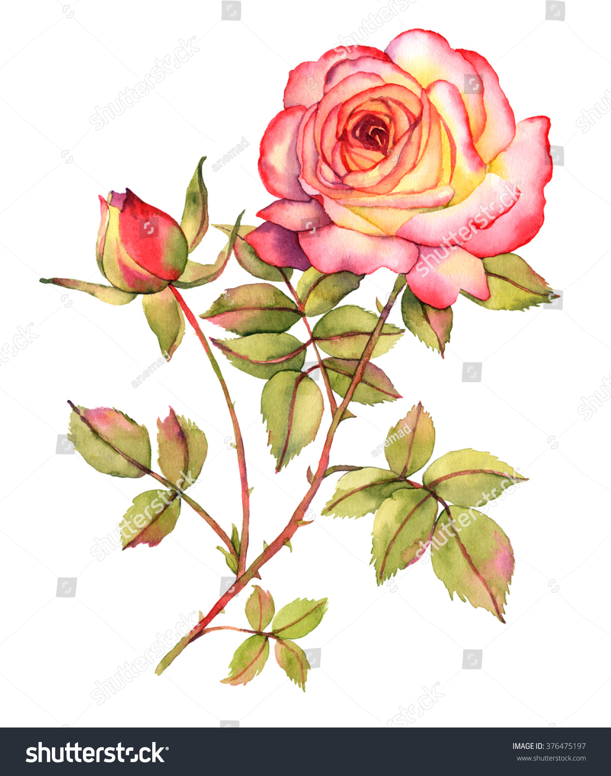 Botanical Rose Flower Watercolor Illustration Stock Illustration ...