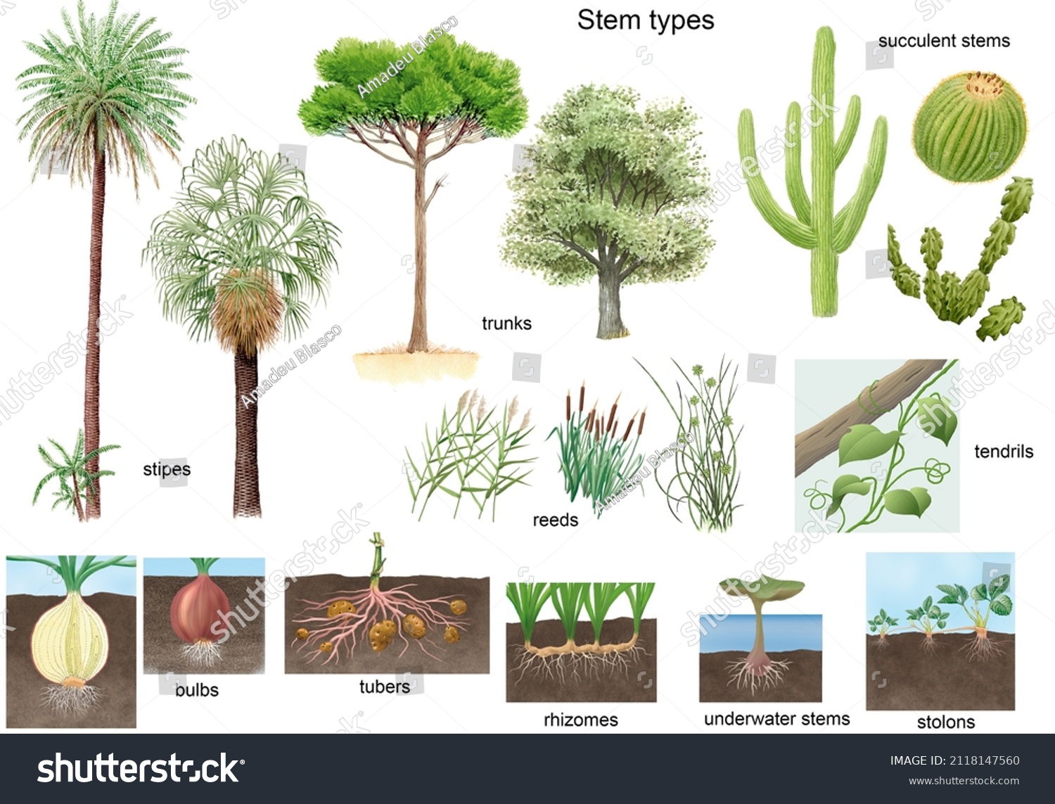 1-622-types-of-plant-stems-stock-illustrations-images-vectors